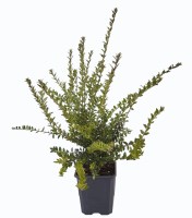 lonicera m10(1) R